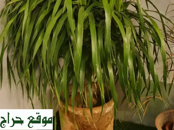 زريعة خضروات جاهزة: 500 شتلة كبيرة لإنتاج وفير في حديقتك! 2