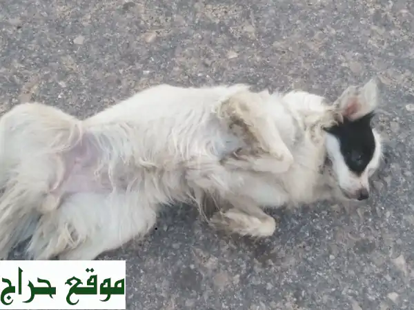 كلب أليف لعوب للبيع بالخبر | جروك السعيد بانتظارك في المنطقة الشرقية! 3