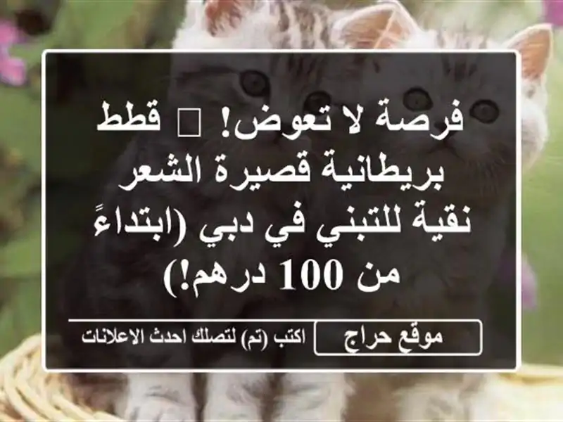 فرصة لا تعوض! 😻 قطط بريطانية قصيرة الشعر نقية للتبني في دبي (ابتداءً من 100 درهم!)