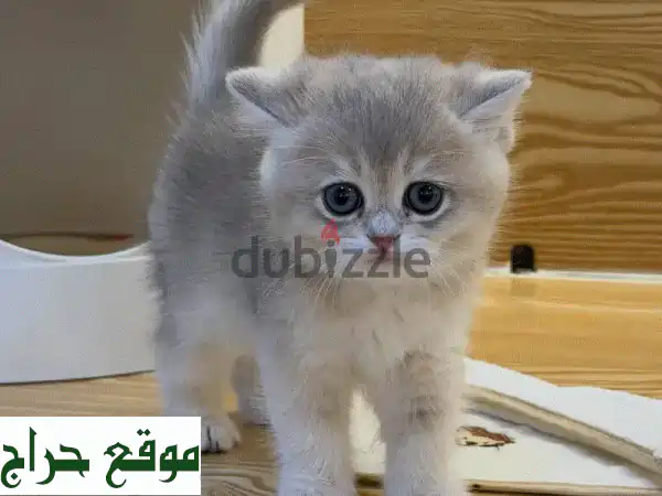 قطط بريتش شورت هير للبيع | منزلية، مدربة، ومحبة للأطفال! 2
