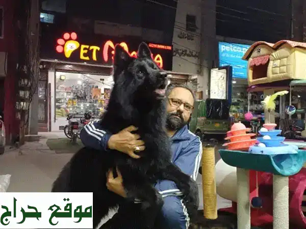 جيرمن شيبرد أسود فاخر للبيع: ذكر مطيع ومحب للأطفال - فرصة الهجرة! 3