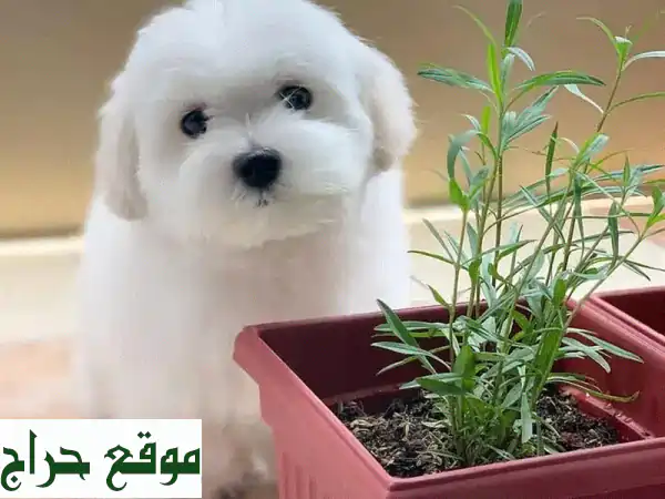 جرو مالطي أصيل للبيع: صحي، مرح، ومسجل – رفيق عائلتك المثالي! 2