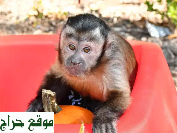 فرصة نادرة! 🐒 قرود كابوشين للبيع: أليفة، مطعمة ومدربة على المرحاض! تواصل واتساب ()