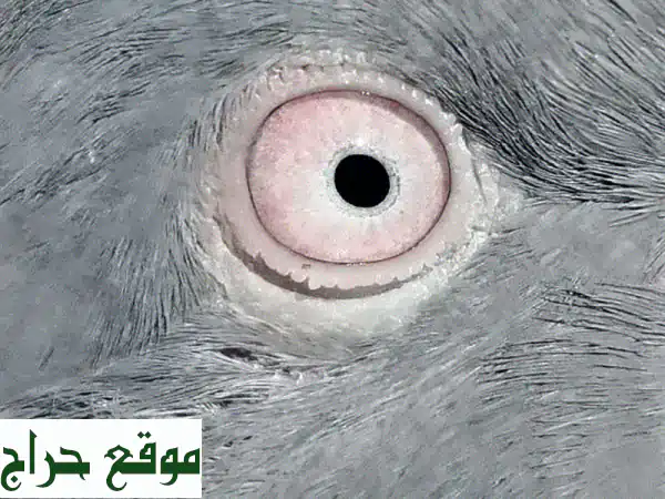زوج حمام باكستاني هارا مطيار فاخر: أصالة وجمال الطيران (بسعر 15) 2