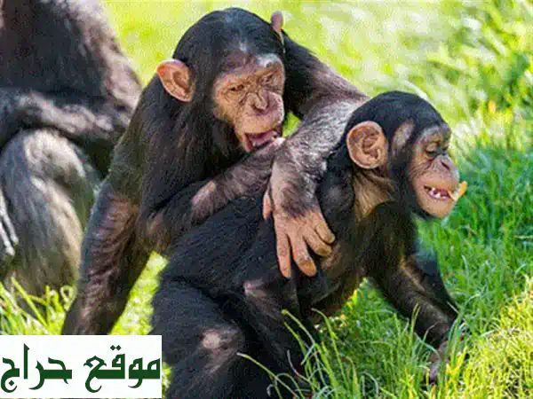 فرصة نادرة! 🐒 قرود كابوشين للبيع: أليفة، مطعمة ومدربة على المرحاض! تواصل واتساب () 3