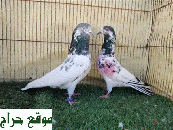 زوج حمام باكستاني هارا مطيار فاخر: أصالة وجمال الطيران (بسعر 15) 4
