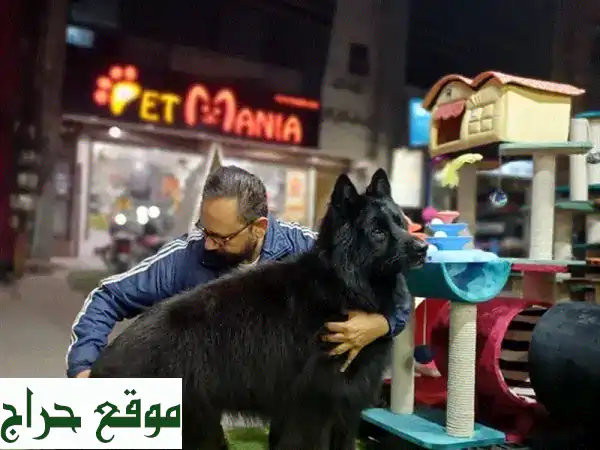 جيرمن شيبرد أسود فاخر للبيع: ذكر مطيع ومحب للأطفال - فرصة الهجرة! 4