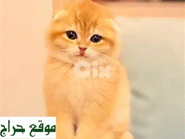 أجمل قطط سكوتش فولد تشينشيلا فضية للبيع | مستوردة بجواز سفر وشريحة (لبنان) 3
