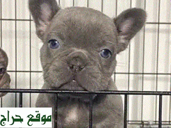 Toy Maltipoo Imported Puppy Pure Breed Dog u002 F Delivery u002 F كلب كلاب جرو 3