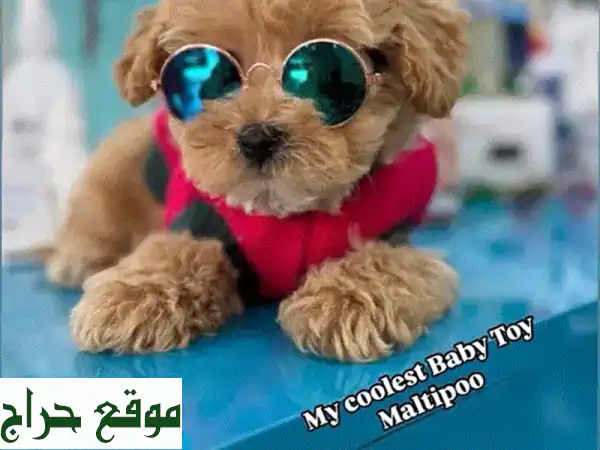 Toy Maltipoo Imported Puppy Pure Breed Dog u002 F Delivery u002 F كلب كلاب جرو