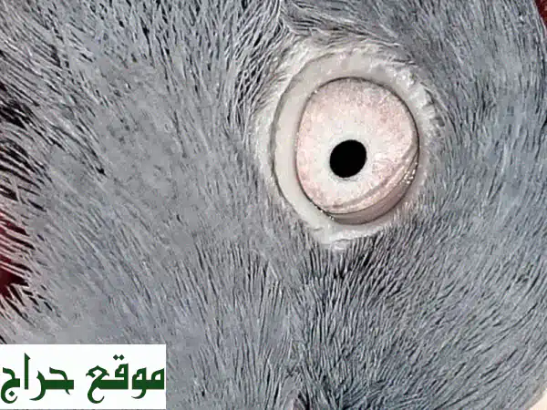 زوج حمام باكستاني هارا مطيار فاخر: أصالة وجمال الطيران (بسعر 15) 3