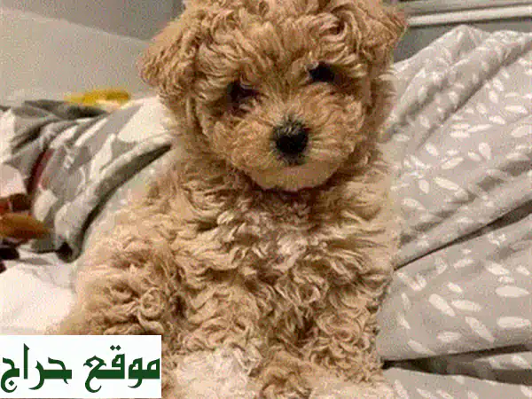 Toy Maltipoo Imported Puppy Pure Breed Dog u002 F Delivery u002 F كلب كلاب جرو 4
