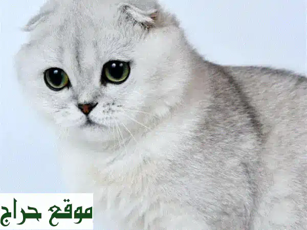 أجمل قطط سكوتش فولد تشينشيلا فضية للبيع | مستوردة بجواز سفر وشريحة (لبنان)
