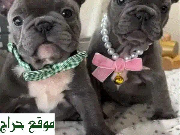 Toy Maltipoo Imported Puppy Pure Breed Dog u002 F Delivery u002 F كلب كلاب جرو 2