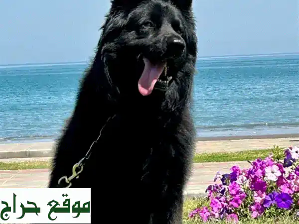 جيرمن شيبرد أسود فاخر للبيع: ذكر مطيع ومحب للأطفال - فرصة الهجرة! 2