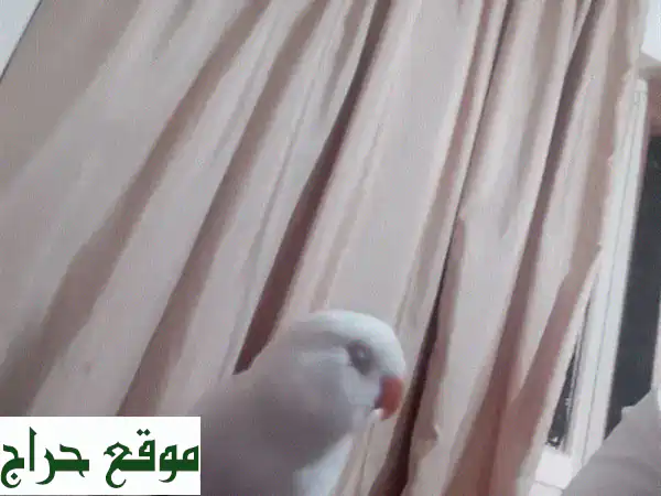 فرخ روز عمر شهرين مفطوم تزقيم يدوي 2