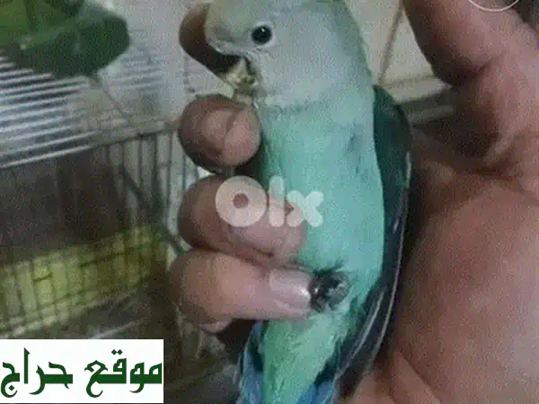 فرخ روز عمر شهرين مفطوم تزقيم يدوي 4