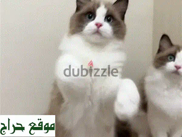 قطط بريتش شورت هير للبيع | منزلية، مدربة، ومحبة للأطفال! 4
