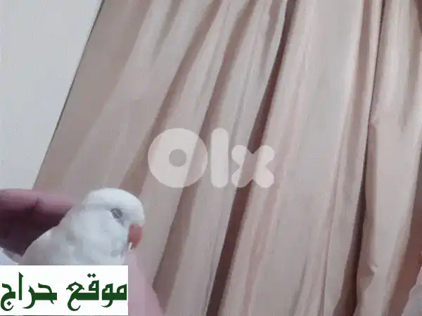 فرخ روز عمر شهرين مفطوم تزقيم يدوي 3