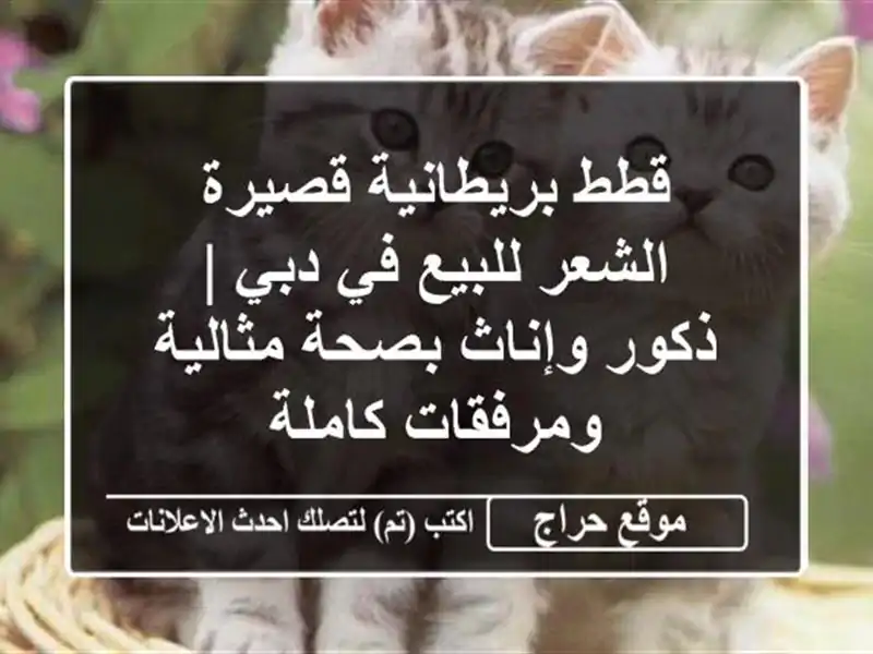 قطط بريطانية قصيرة الشعر للبيع في دبي | ذكور وإناث بصحة مثالية ومرفقات كاملة