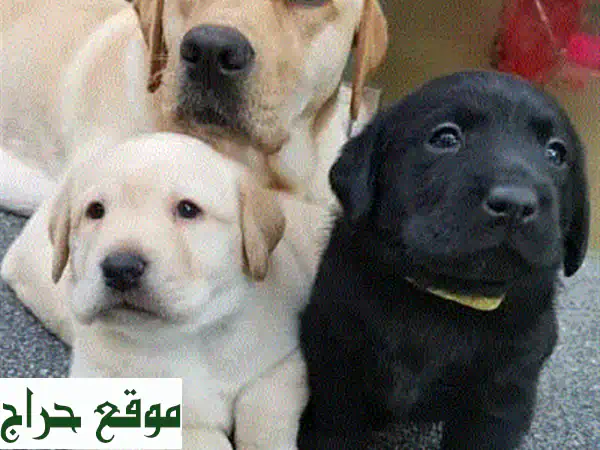 جولدن ريتريفر رائع للبيع في عمان (خلدا) - مطعم بالكامل وجاهز لمنزل دافئ وعائلة محبة! 3