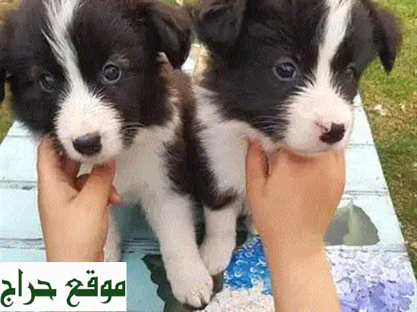 جولدن ريتريفر رائع للبيع في عمان (خلدا) - مطعم بالكامل وجاهز لمنزل دافئ وعائلة محبة! 4