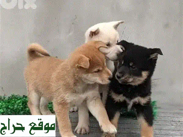 جراء بودل توي صغيرة للبيع | كلاب رائعة وجميلة حجم مثالي لمنزلك وعائلتك! 4
