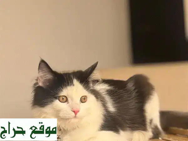قط فارسي ذكر أصيل 4 أشهر | مطعم ومدلل | مستلزمات كاملة | جاهز لمنزل دافئ 4