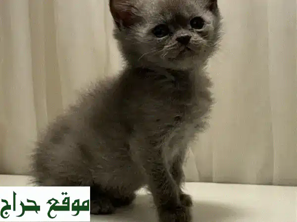 رفيقك المثالي بانتظار! 🐾 قطط سكوتش ستريت مدربة بعمر شهرين للبيع | تواصل واتساب الآن! 3
