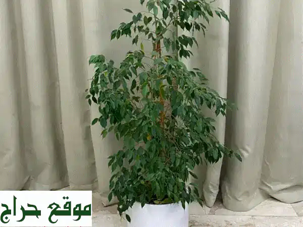 نباتات للبيع: أضف لمسة حيوية لمنزلك وحديقتك | عناية فائقة وجودة مضمونة 4