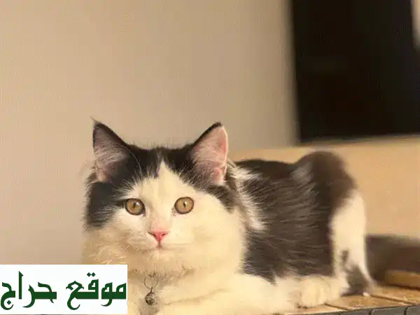 قط فارسي ذكر أصيل 4 أشهر | مطعم ومدلل | مستلزمات كاملة | جاهز لمنزل دافئ 2