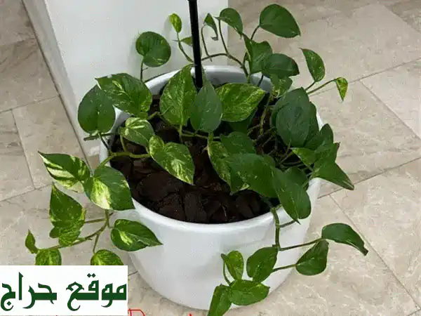 نباتات للبيع: أضف لمسة حيوية لمنزلك وحديقتك | عناية فائقة وجودة مضمونة 3