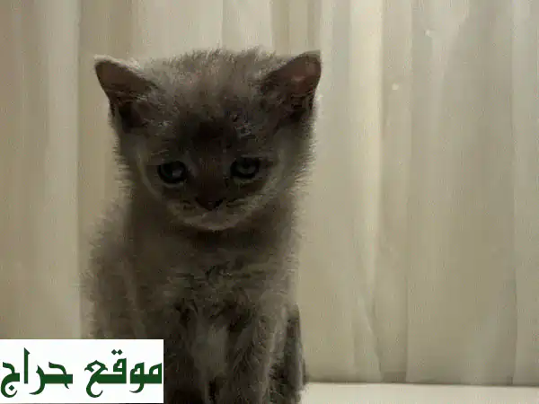 رفيقك المثالي بانتظار! 🐾 قطط سكوتش ستريت مدربة بعمر شهرين للبيع | تواصل واتساب الآن! 2