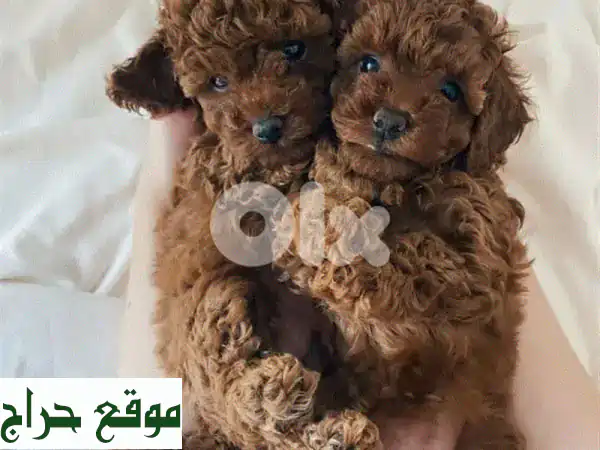 جراء بودل توي صغيرة للبيع | كلاب رائعة وجميلة حجم مثالي لمنزلك وعائلتك!