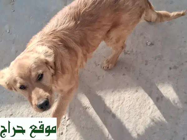 جولدن ريتريفر رائع للبيع في عمان (خلدا) - مطعم بالكامل وجاهز لمنزل دافئ وعائلة محبة!