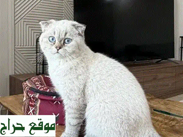 رفيقك المثالي بانتظار! 🐾 قطط سكوتش ستريت مدربة بعمر شهرين للبيع | تواصل واتساب الآن! 4