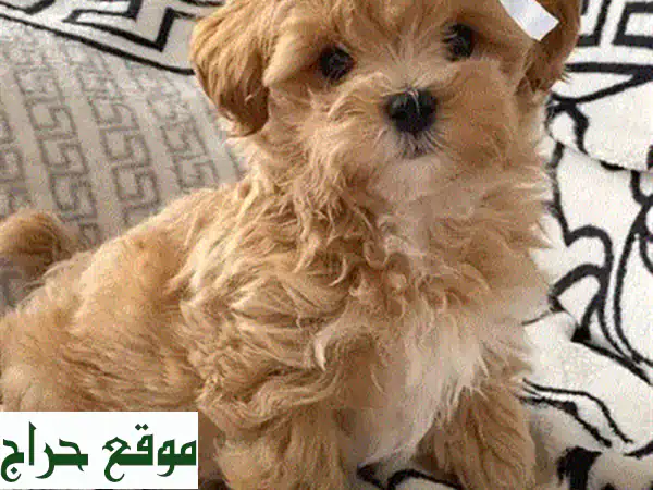 جراء بودل توي صغيرة للبيع | كلاب رائعة وجميلة حجم مثالي لمنزلك وعائلتك! 2