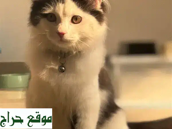 قط فارسي ذكر أصيل 4 أشهر | مطعم ومدلل | مستلزمات كاملة | جاهز لمنزل دافئ 3