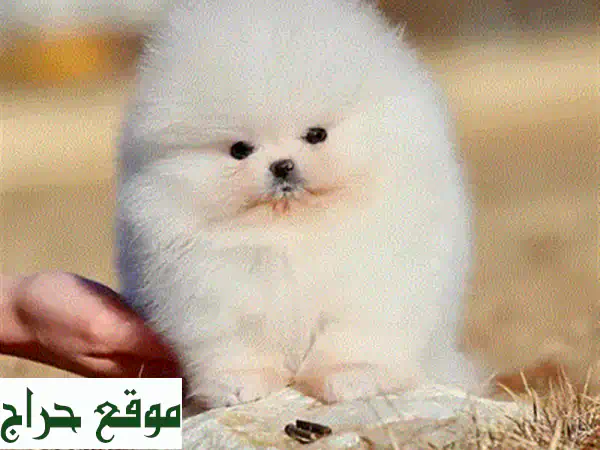 جولدن ريتريفر رائع للبيع في عمان (خلدا) - مطعم بالكامل وجاهز لمنزل دافئ وعائلة محبة! 2