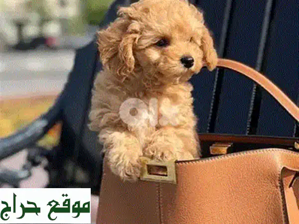 جراء بودل توي صغيرة للبيع | كلاب رائعة وجميلة حجم مثالي لمنزلك وعائلتك! 3