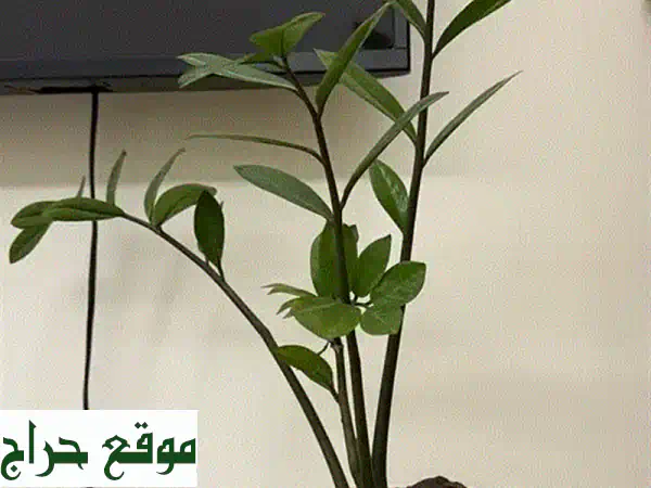 نباتات للبيع: أضف لمسة حيوية لمنزلك وحديقتك | عناية فائقة وجودة مضمونة 2