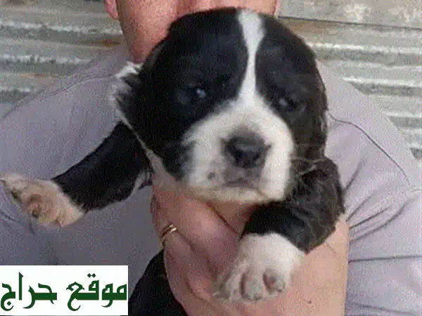 مالتيبو بني مستورد 🐶 | جرو لطيف ومدرب | رفيق العائلة المثالي - كلاب للبيع 3