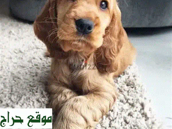 مالتيبو بني مستورد 🐶 | جرو لطيف ومدرب | رفيق العائلة المثالي - كلاب للبيع 4