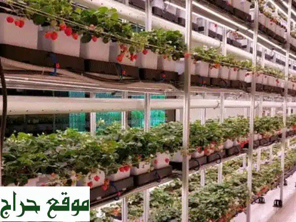 مدرب وخبير الزراعة المائية والداخلية (CEA): أطلق العنان لمشروعك الزراعي المستقبلي! 2