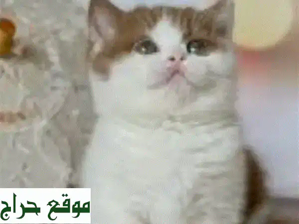 قطط للبيع: أحلى الأسعار وأروع الصغار! اكتشف عروضنا الحصرية 2