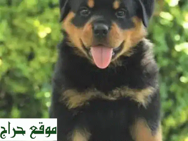 روت وايلر أصيل للبيع: سوبر جمال - ذكر مطعم ومدعم بصحة موثقة | كلاب للحراسة والرفقة 2