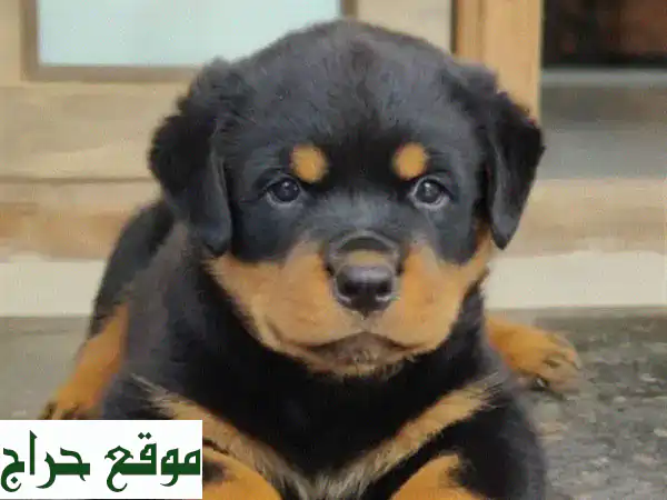 روت وايلر أصيل للبيع: سوبر جمال - ذكر مطعم ومدعم بصحة موثقة | كلاب للحراسة والرفقة 3