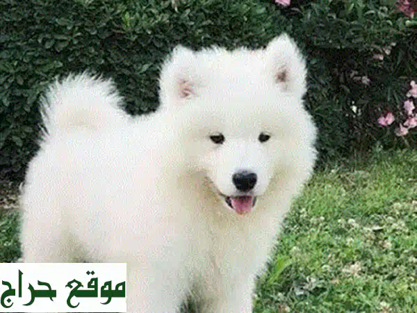 مالتيبو بني مستورد 🐶 | جرو لطيف ومدرب | رفيق العائلة المثالي - كلاب للبيع 2