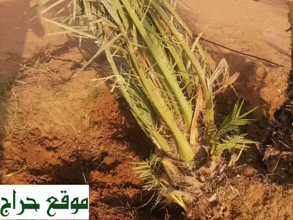 نخيل للبيع: اكتشف أجود وأندر أصناف النخيل – خلاص، فرض، برحي، مجدول والمزيد لمشاريعكم 3