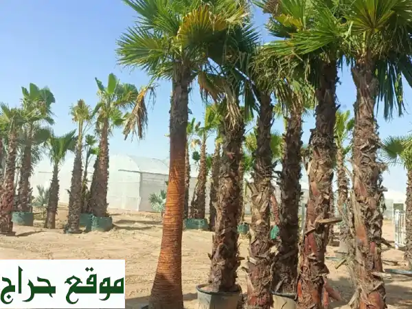 نخيل للبيع: اكتشف أجود وأندر أصناف النخيل – خلاص، فرض، برحي، مجدول والمزيد لمشاريعكم 2
